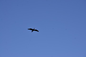 seagull flying in the blue sky