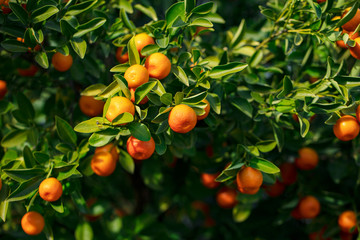 A green twig also called Kumquat golden orange, young orange Fortunella fruit called golden tangerine, fairly cold-resistant citrus with slow-growing evergreen shrubs.
