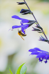 ミツバチとメドーセージの花
