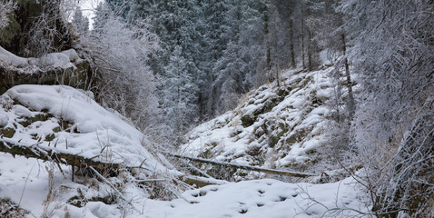Fototapeta na wymiar snowy frozen coniferous forest in the mountains in winter