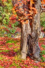 宝厳院の紅葉