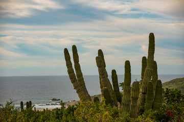Scenic Close up of cactus on a Mexican highway