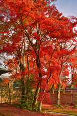 宝厳院の紅葉