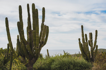 Scenic Close up of cactus on a Mexican highway