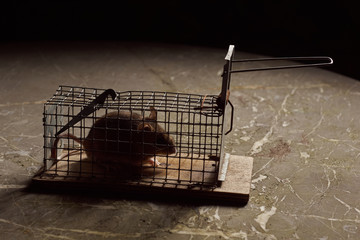 Trapped mouse in a live trap