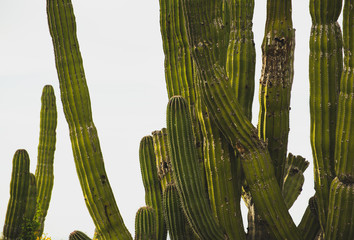Scenic Close up of cactus on a Mexican highway