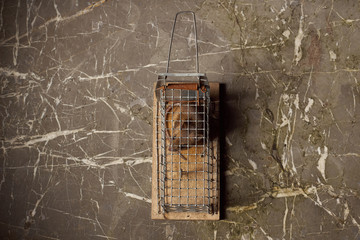 Trapped mouse in a live trap