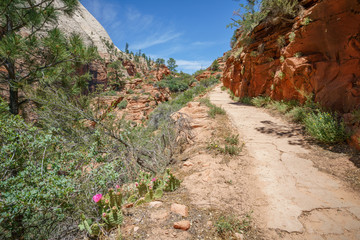 hiking west rim trail in zion national park, usa