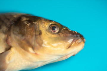 big carp fish on the table on blue background