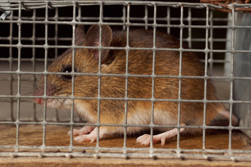 Trapped mouse in a live trap