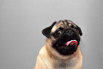 Portrait of beautiful female pug puppy dog with protruding tongue
