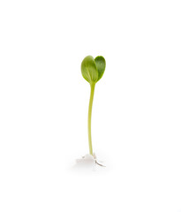 sprouted plant on white paper. Plant paper pierces and grows