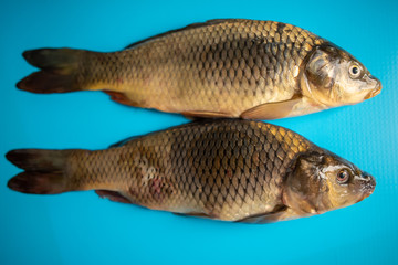 big carp fish on the table on blue background