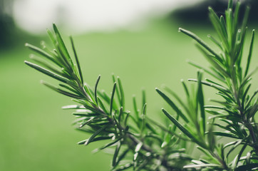 Fresh rosemary herb grow outdoor