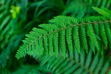Beautiful green fern leaf deep in forest