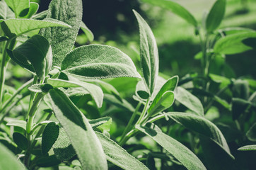 Close-up of sage plant in herb garden used for cooking