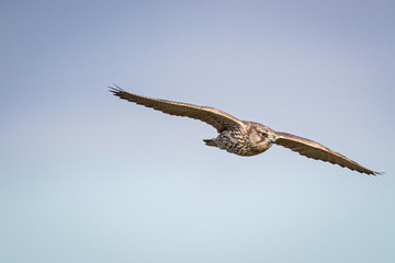 Gyrfalcon on a high speed pass