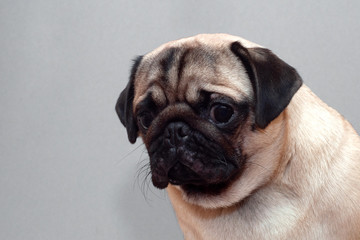 Frightened guilty dog pug looking sad at camera.