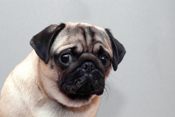 Frightened guilty dog pug looking sad at camera.