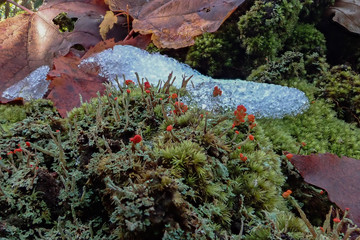 Lichen growing on tree stump in the forest