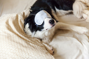 Do not disturb me let me sleep. Funny puppy border collie with sleeping eye mask lay on pillow blanket in bed Little dog at home lying and sleeping. Rest good night insomnia siesta relaxation concept