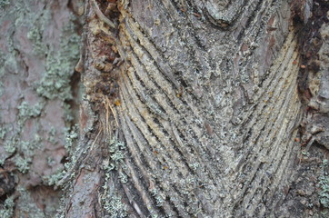 Pine. Texture. Abstraction. Resin. Preparation of pine resin. Russia. 20th century. Pine forest.