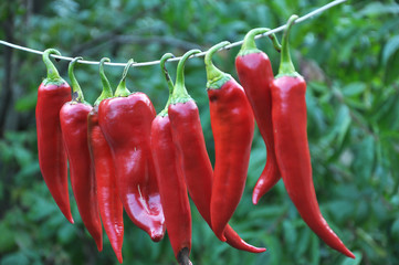 Red chili pepper dries on a cord