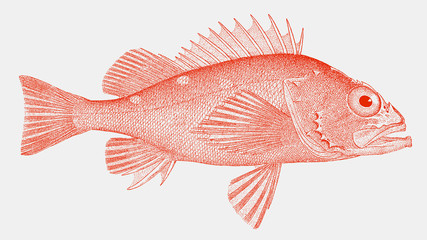 Rosy rockfish sebastes rosaceus, a venomous fish from the eastern pacific ocean in side view
