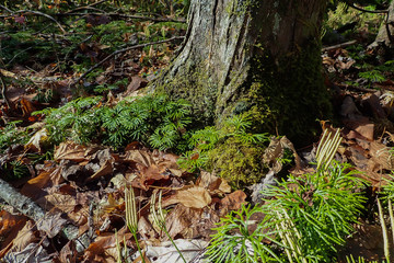 Southern Running-Cedar on base of tree