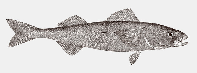 Sablefish anoplopoma fimbria, a highly commercial food fish from the north pacific ocean in side view