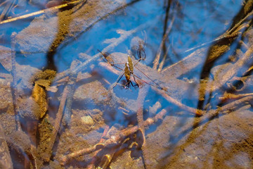 Water skipper close-up