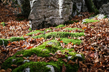 en un rincon del bosque