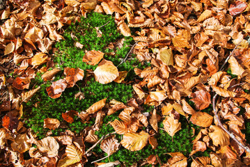 composicion otoñal 1