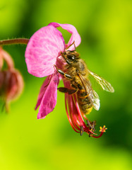 Macro image of hardworking bee on violet flower on sunny day