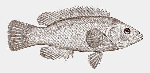 Bergall or cunner, tautogolabrus adspersus, a fish from the western atlantic in side view