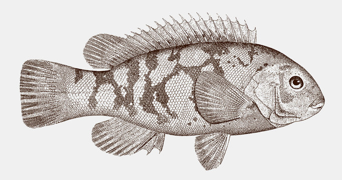 Tautog blackfish tautoga onitis, threatened fish from the Western Atlantic Ocean in side view