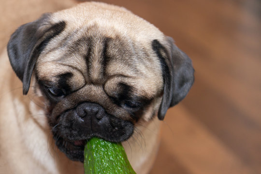 cute dog pug girl chewing avocado. The concept of healthy and healthy food for dogs.