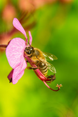 Macro image of hardworking bee on violet flower on sunny day