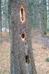 Damaged tree with holes from birds