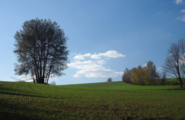 Fototapeta na wymiar Meadow in the Krkonose Mountains