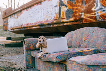 Lifestyle portrait of lovely senior cocker spaniel dog lying on old couch in front of laptop with rusty metal graffiti wall on background.