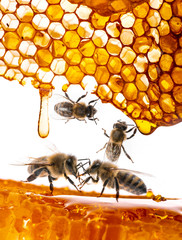 honey and bees close up in detail