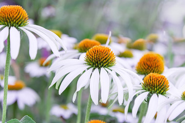Echinacea flowers of white color with an orange middle closeup. The concept of the holiday, plants, background, garden, landscape design.