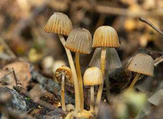 Large group of tiny mushroom growing next to old tree trunk