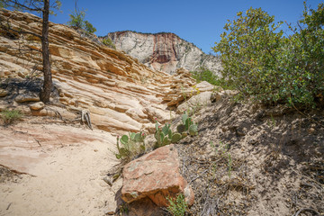 Obraz premium hiking west rim trail in zion national park, usa