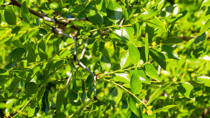 Jujuba foliage background
