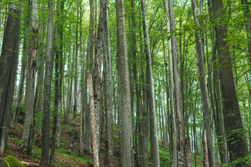 Fototapeta na wymiar Large group of upright beech trees in mountain forest
