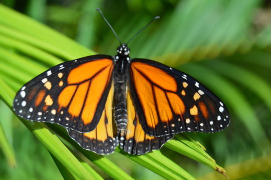Monarch Butterfly with open wings in a top view as a flying migratory insect butterflies that represents summer and the beauty of nature.