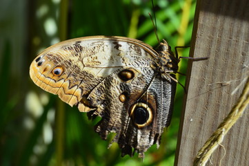 The large tropical owl buttterfly (caligo eurilogus) with closed wings in profile.