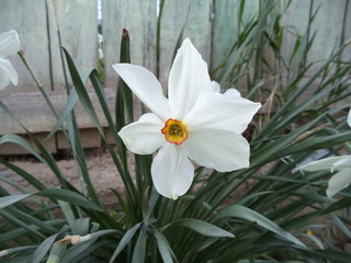 Beautiful white flower in the garden.